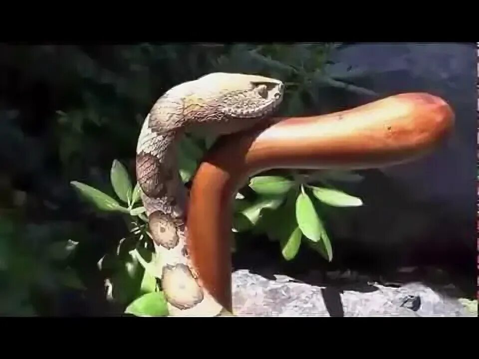 Snake walk