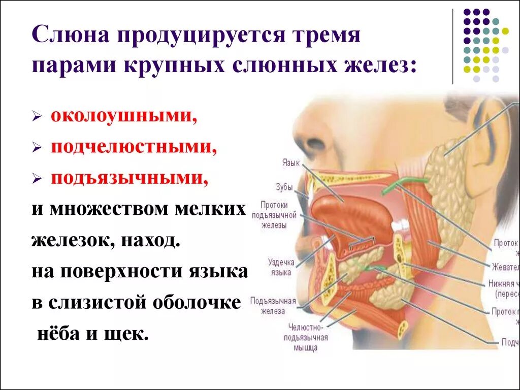 Сильно выделяется слюна. Строение ротовой полости слюнные железы. Околоушные слюнные железы вырабатывают:. Строение слюнной железы человека. Подъязычная слюнная железа таблица.