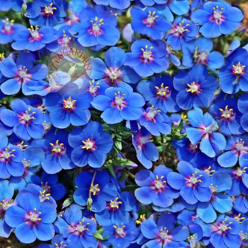 Мелкие цветы голубого цвета. Анагаллис цветок. Анагаллис синий. Анагаллис Монелли. Анагалис крупноцветковый.