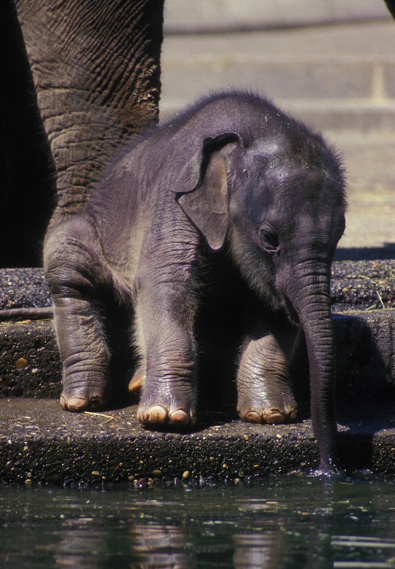 Elephant child. Слоненок. Маленький слон. Маленький Слоник. Маленькие слоны.