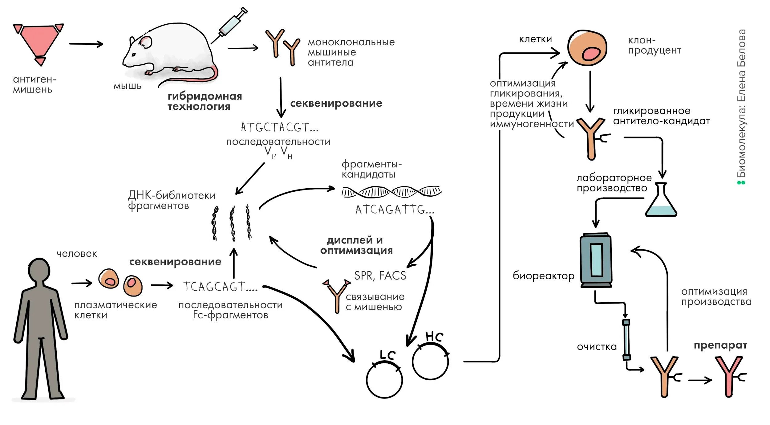 Схема производства моноклональных антител. Технологическая схема получения моноклональных антител. Схема получения препаратов моноклональных антител. Схема получения моноклональных антител биотехнология.