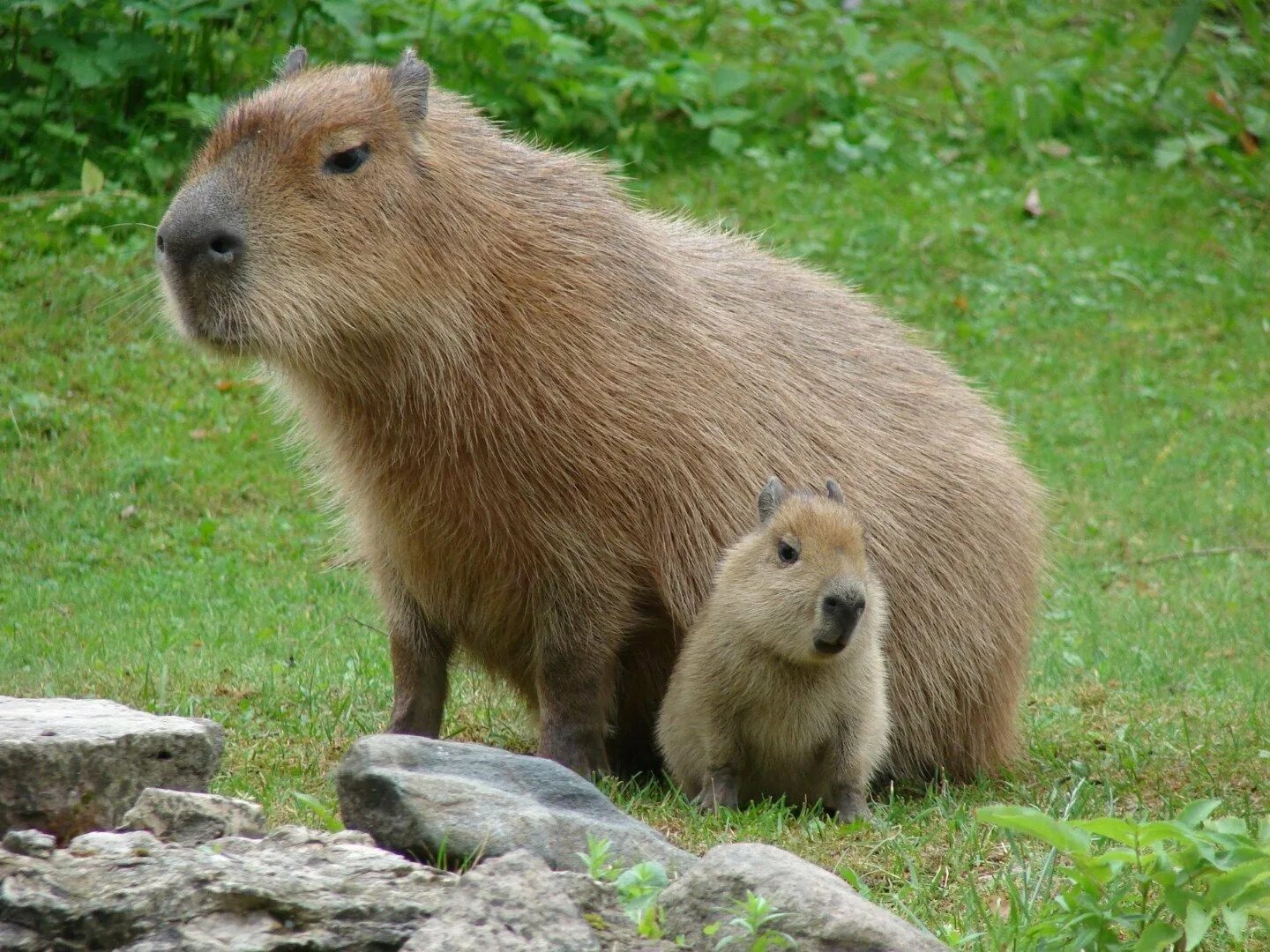 Capybara go