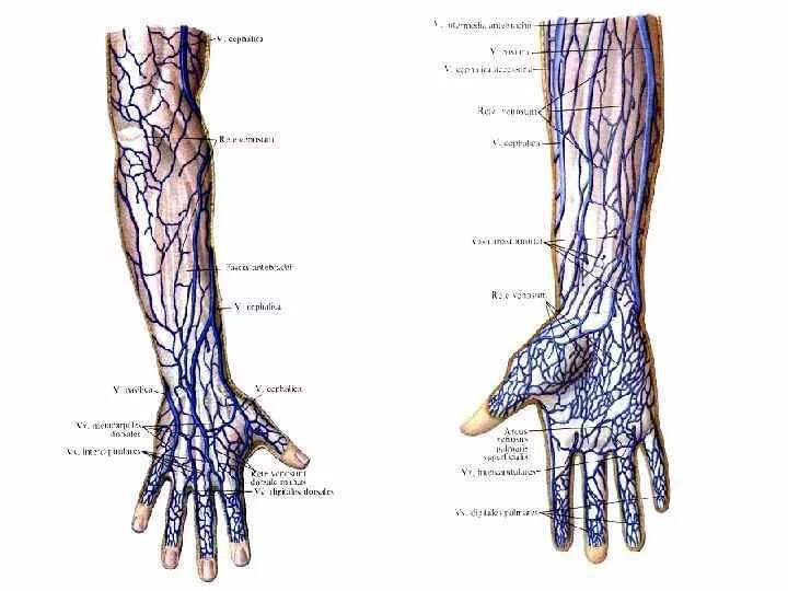 Внутренняя поверхность вены. Вены поверхностные кисти ладонной поверхности. Вены предплечья топографическая анатомия. Поверхностные вены кисти, предплечья (ладонная поверхность). Поверхностные вены верхней конечности.