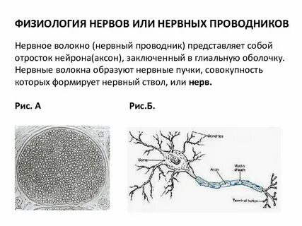 Функции нервных проводников