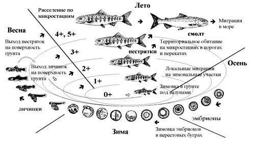 Жизненный цикл Атлантического лосося. Жизненный цикл лососевых рыб. Жизненный цикл форели. Жизненный цикл рыбы схема.