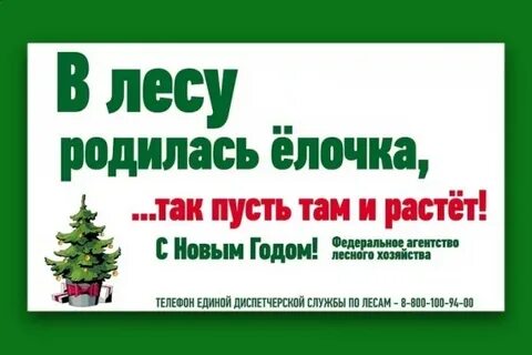Листовка не руби елки