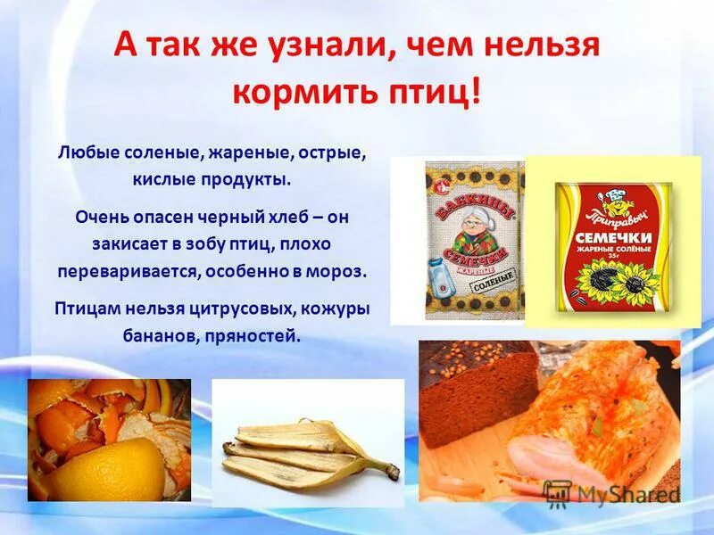 Можно давать хлеб. Нельзя кормить птиц. что нельзя давать птицам. чем нельзя кормить птиц. почему нельзя кормить птиц хлебом.