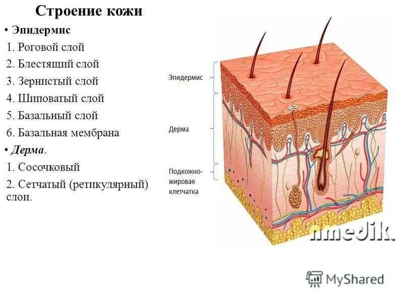 Строение кожи эпидермис дерма. Строение кожи роговой слой эпидермис дерма. Строение кожи роговой слой дерма. Дерма и гиподерма.