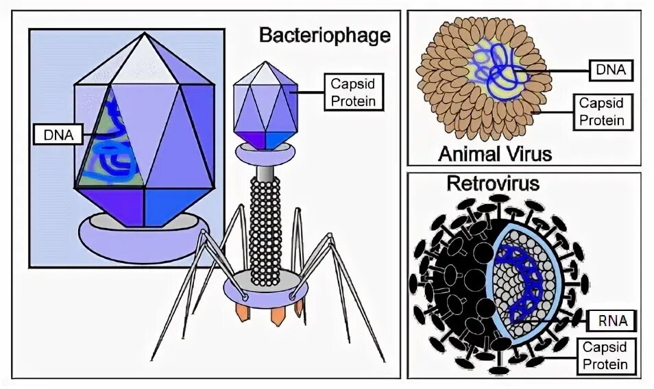 Types of viruses. Разница между вирусом и вирионом. Вирус dong. Virus Nima.
