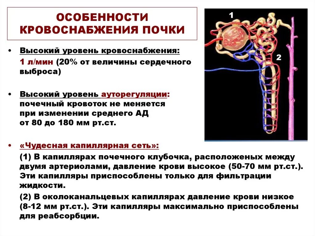 Участие в кровообращении. Особенности кровообращения почек. Особенности почечного кровообращения. Особенности почечного кровотока. Какие вы знаете особенности кровоснабжения почки.