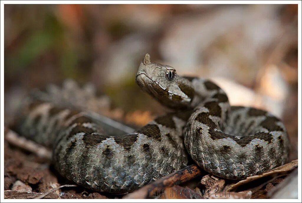 Змеи греции. Носатая гадюка Vipera ammodytes. Носатая гадюка v. ammodytes. Семейство «Гадюковые» (Viperidae). Носатая гадюка в Грузии.