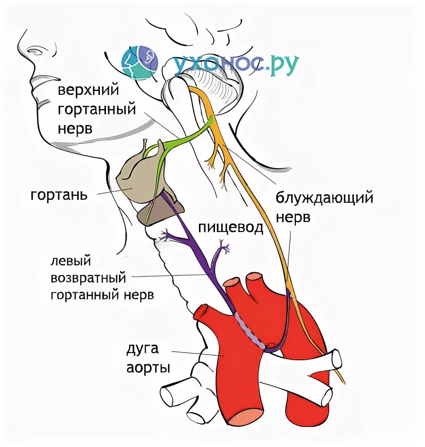 Нерв глотки. Анатомия блуждающего и возвратного нерва. Схема возвратного гортанного нерва. Возвратный гортанный нерв анатомия. Возвратный гортанный нерв блуждающего нерва.