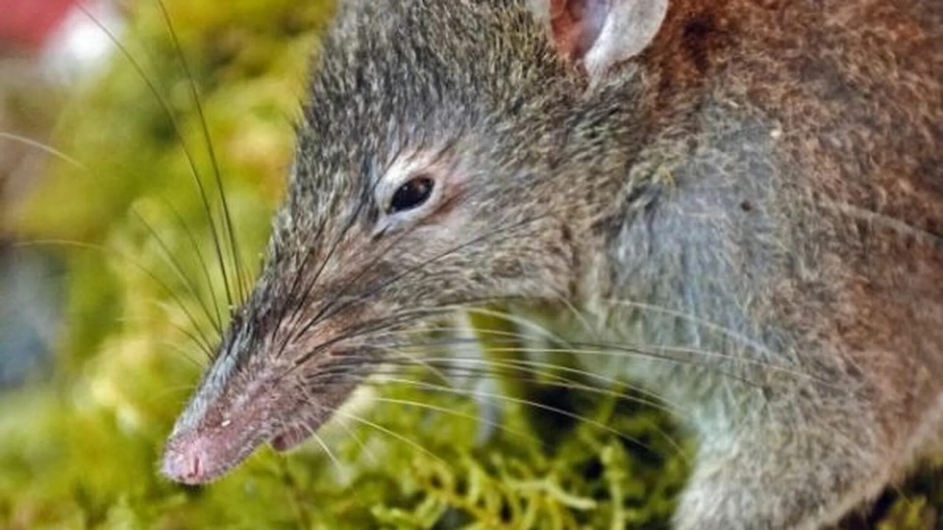 Зверек похожий на крысу. Зверек похожий на мышь. Животные похожие на крыс. Грызун похожий на крысу. Мышь с длинным носом.