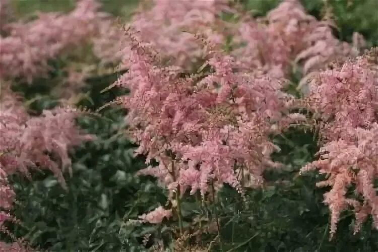 Астильба лучшие сорта. Астильба пинк лайтинг. астильба pink lightning. астильба файруоркс пинк. астильба пинк лайтинг в ландшафтном.