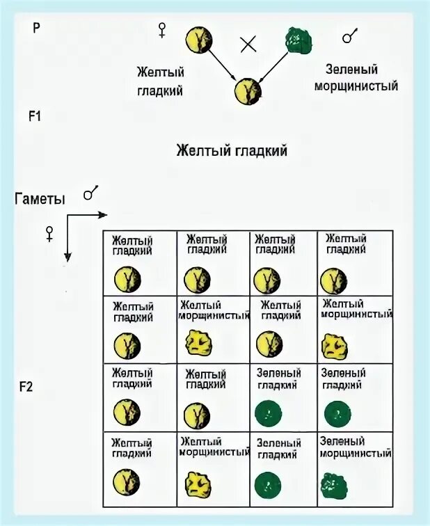 Егэ биология дигибридное скрещивание. Схема наследования признаков при дигибридном скрещивании. АА Х АА скрещивание. Хеманаследованияпризнаковпридигибридномскрещивании131. Тригибридное скрещивание задачи с решением.