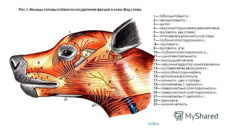 Череп собаки сагиттальный распил. Жевательные мышцы животных анатомия. Анатомия собаки селезеночная вена. Анатомия головы волка. Строения логовы собаки.