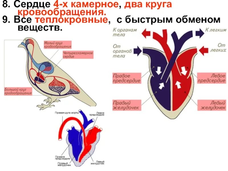 У каких животных один круг кровообращения. 2 Камерное сердце. 4х камерное сердце. 4 Камерное сердце. 2х камерное сердце у позвоночных.