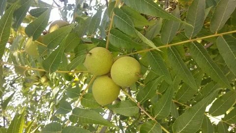 Каталог ниссы