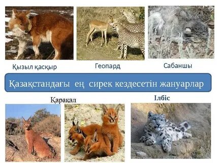 Ледибой порно видео