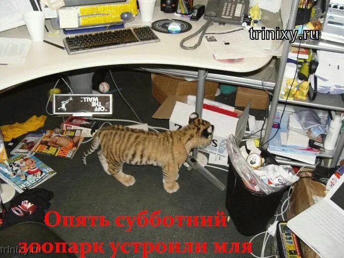 В октябре 2025 есть рабочая суббота. Субботний рабочий день. шутки про рабочую субботу. рабочая суббота картинки смешные. стихи о рабочей субботе.