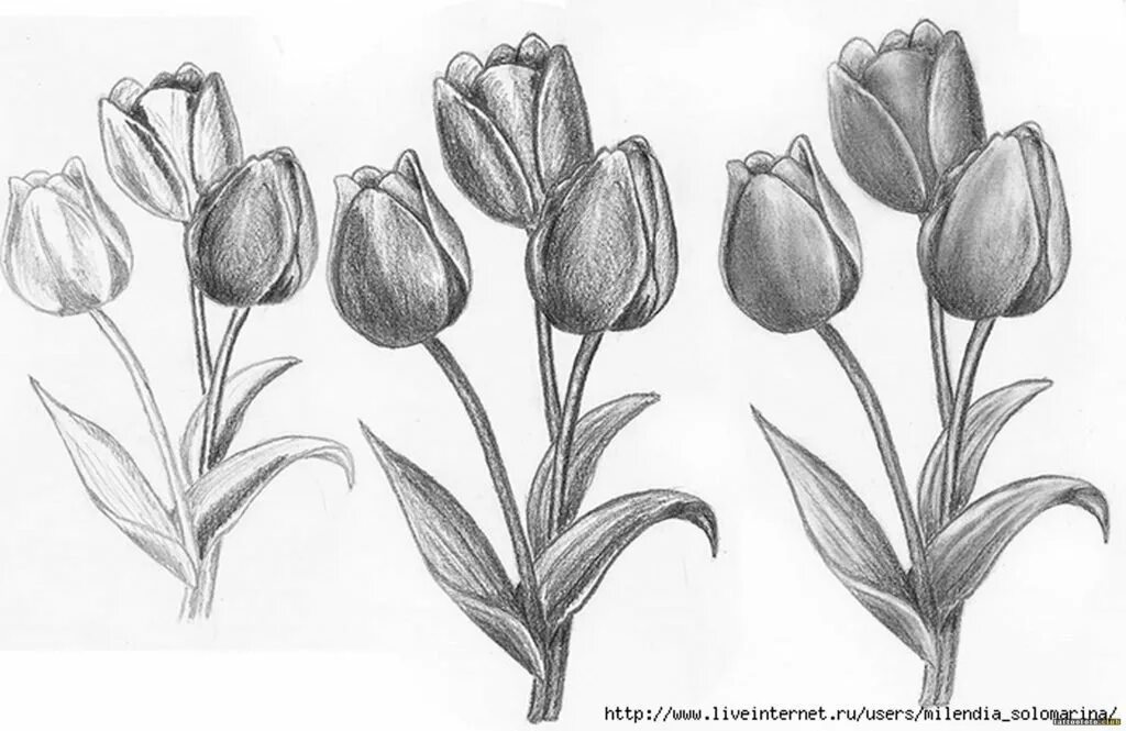 Тюльпаны карандашом. Тюльпаны рисунок карандашом. Цветы карандашом тюльпаны. Наброски карандашом цветы.