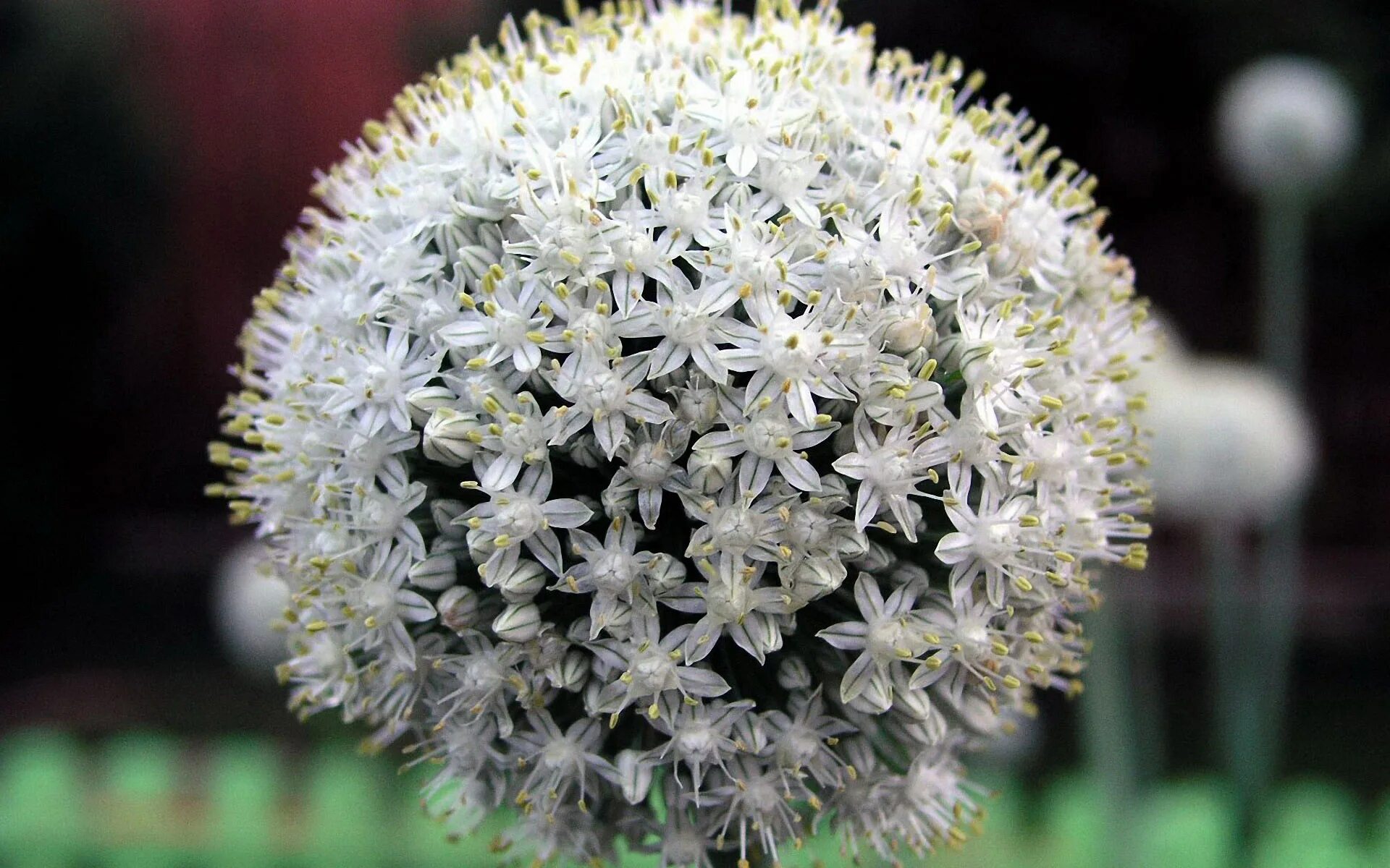 Цветок шар название. Лук декоративный Маунт Эверест. Шаровидные цветы. Шаровидное соцветие. Белые шарообразные цветы.