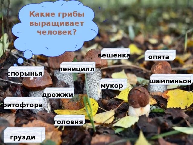 Какие грибы выращивает человек