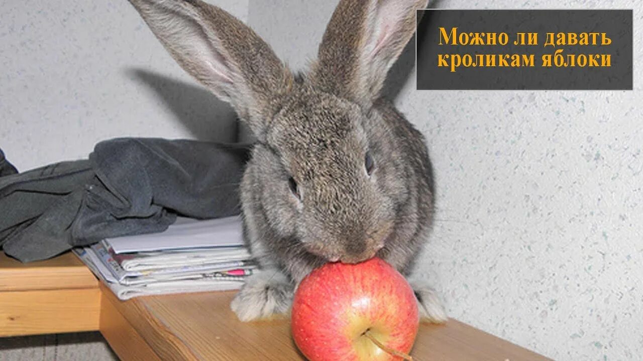 Можно кролику яблоко. Кролик с яблоками. Кролик ест яблоко. Можно ли кроликам яблоки. Ли зайцы яблоки.