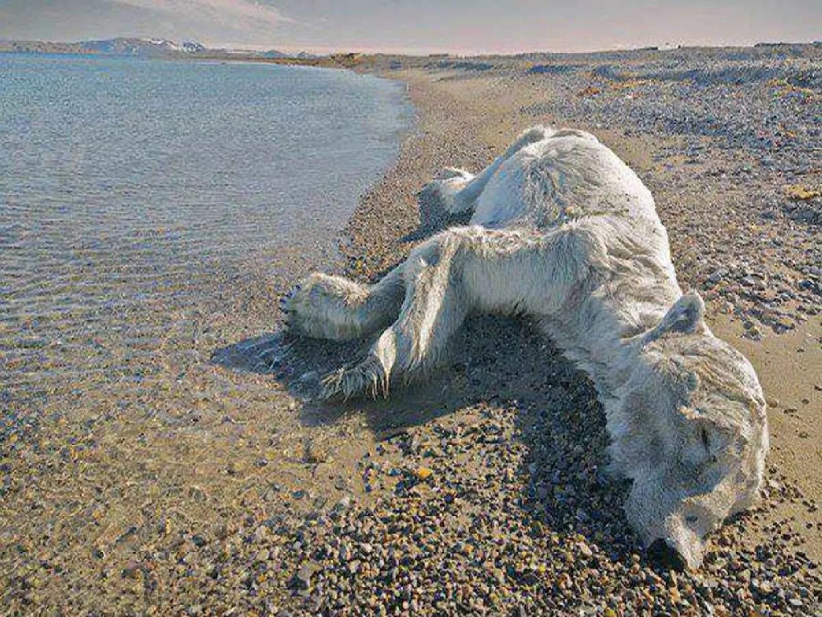 The great warming. Глобальное потепление животные. Глобальное потепление белые медведи.