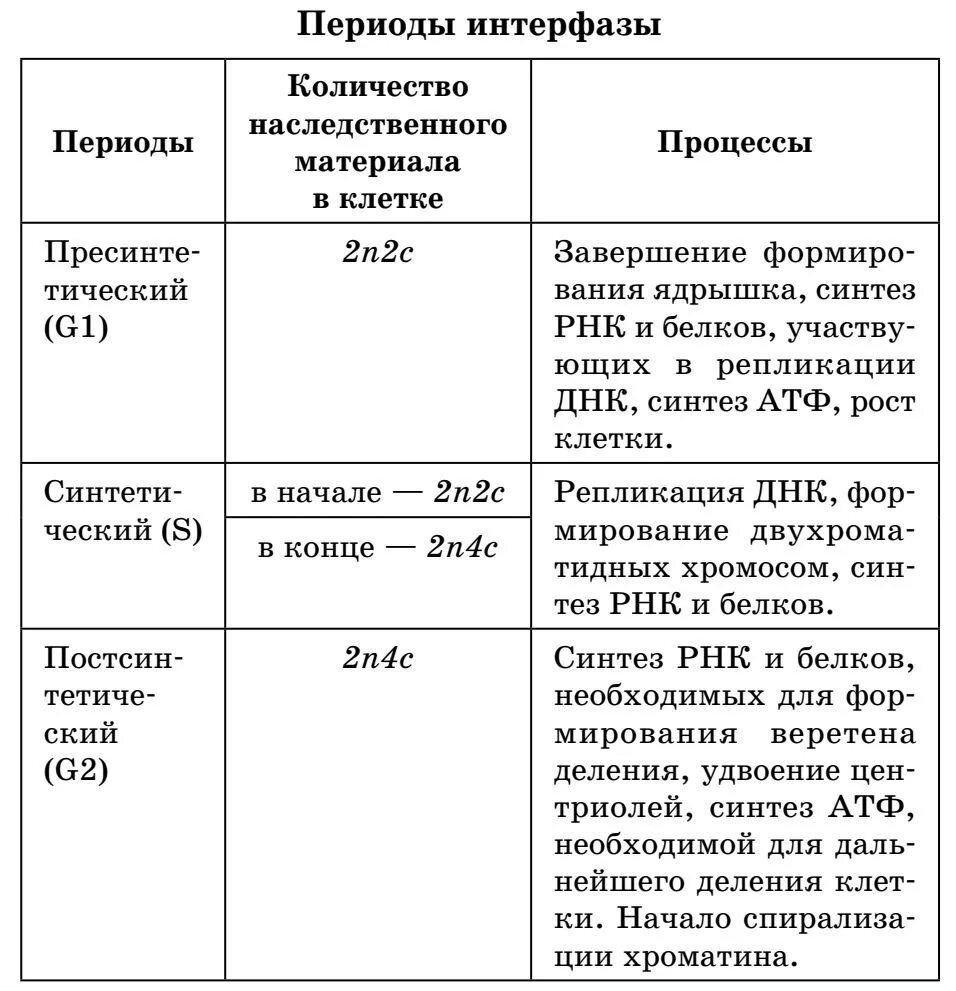 Характеристика периодов интерфазы. Стадии интерфазы описание. Интерфаза характеристика процессов. Характеристика стадий интерфазы. 3 этапа интерфазы