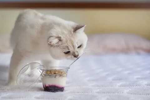 Можно ли котам молоко