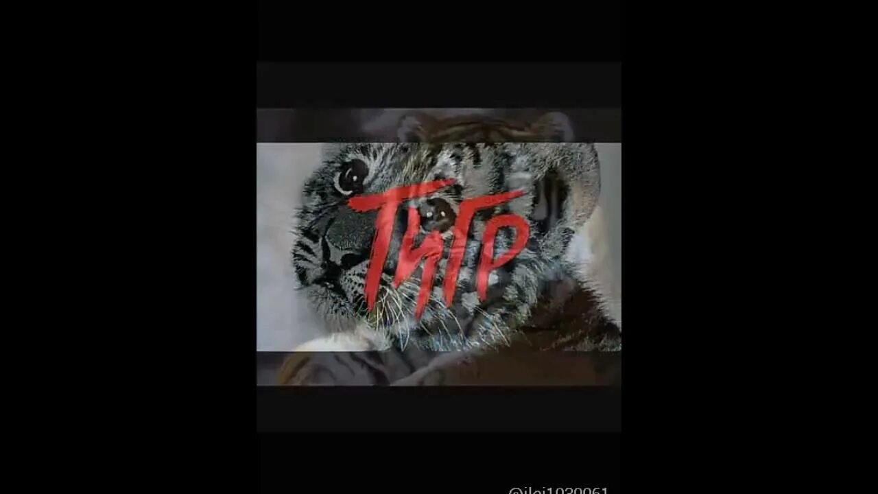 Братан тигр. Кто поёт песню мой братан тигр. Мой братан. Мой братан. 24/7 тигр.