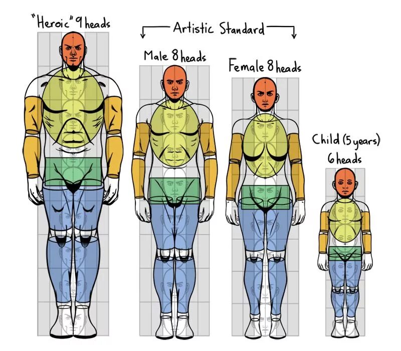 Сколько голов в взрослом человеке. Пропорции тела. Пропорции фигуры человека. Соотношение пропорций тела человека. Пропорции человеческой фигуры.
