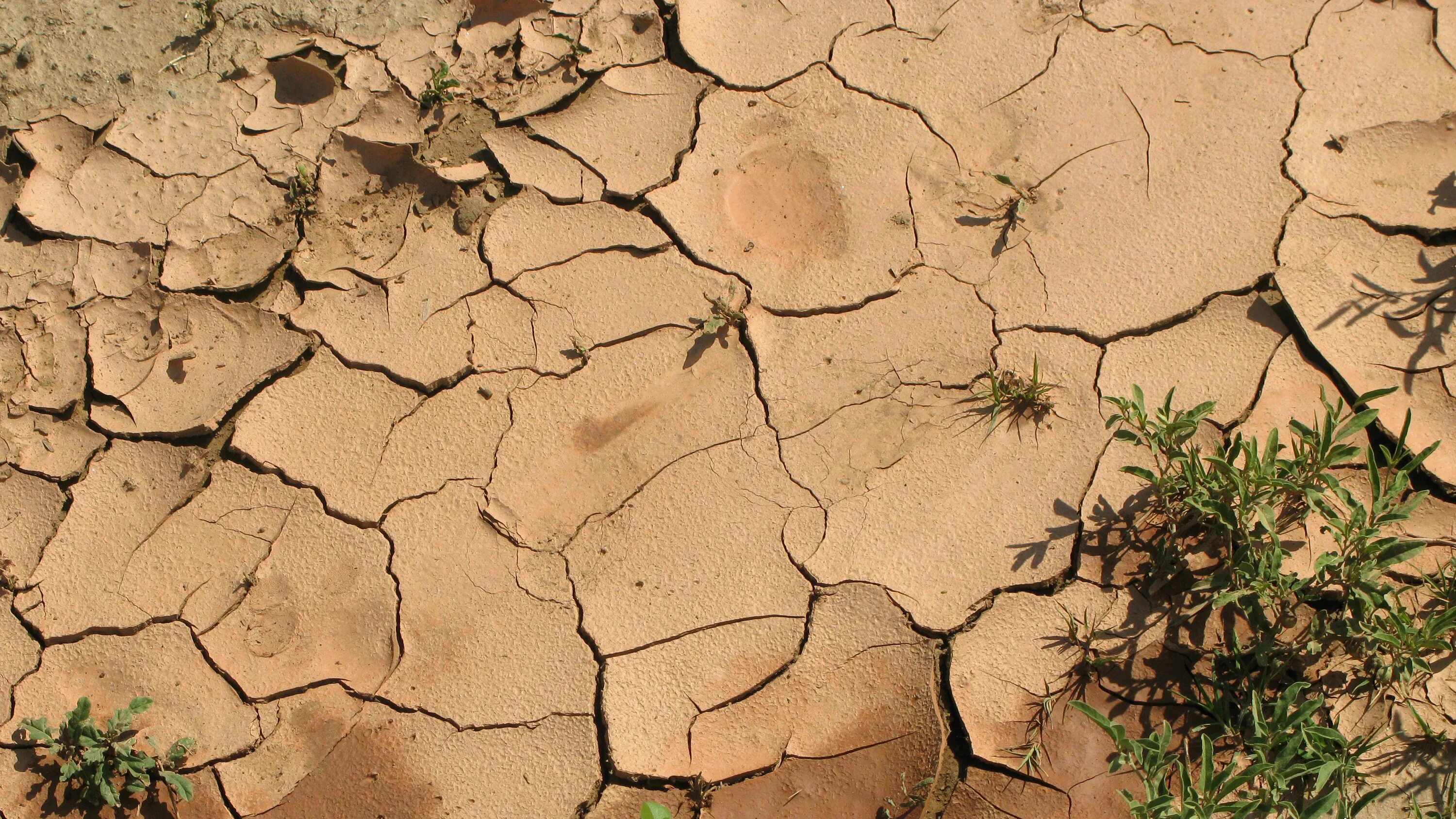 Растения на супесчаной почве. Dry Soil. Dry Soil Cube. Sentinel one Soil. Page provides