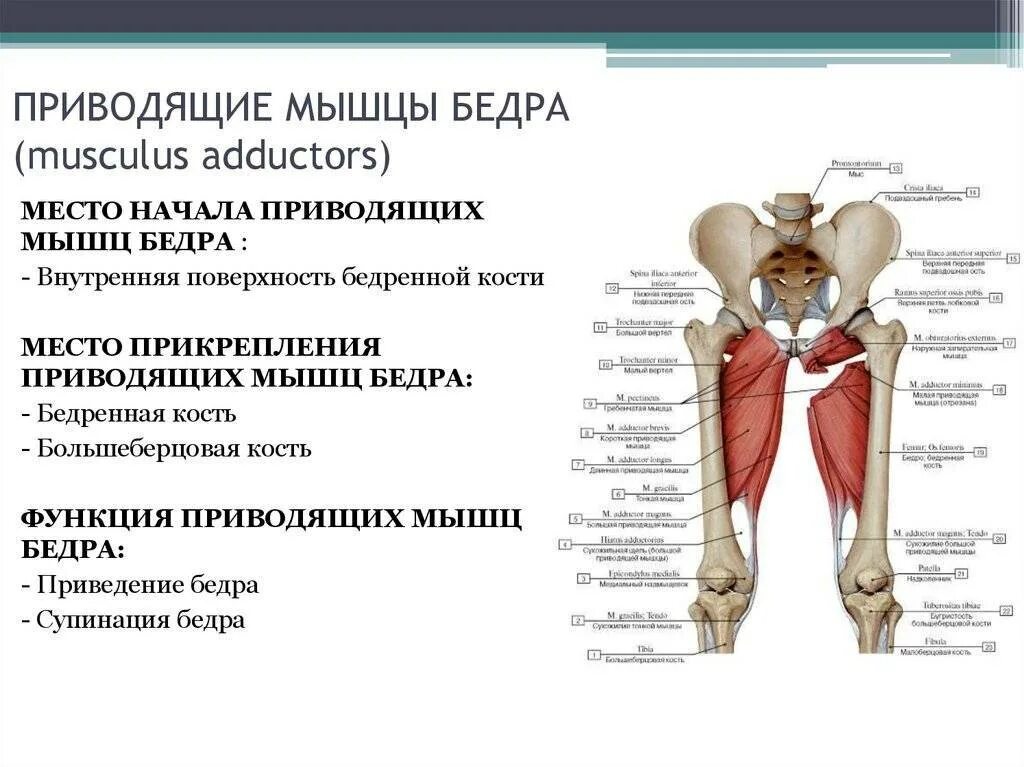 Функции приводящих мышц