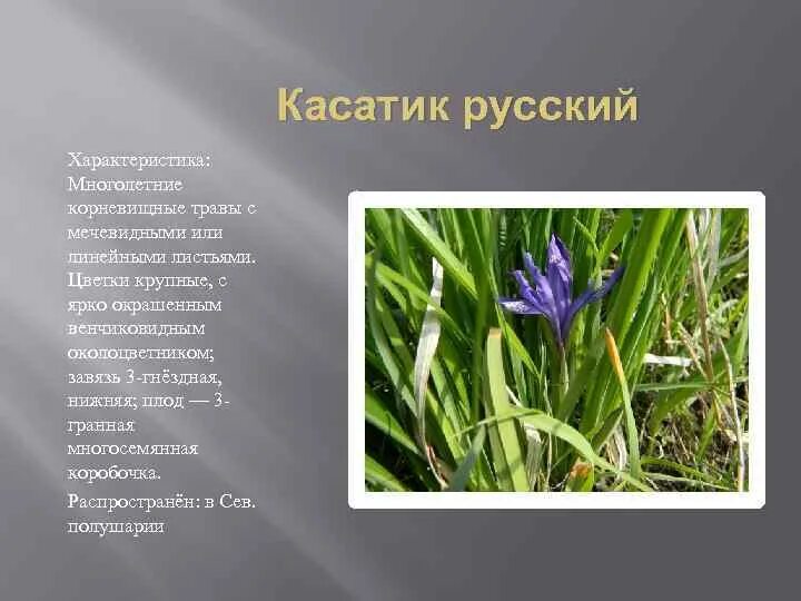 Красная книга кузбасса растения фото и описание Квест-игра "Экологический калейдоскоп"