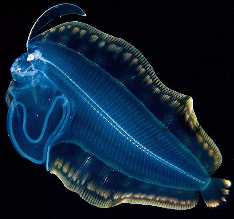 Моллюски биолюминесценция. Рыба черт биолюминесценция. Биолюминесценция удильщик. Биолюминесценция морской черт. Обитатели на дне океана