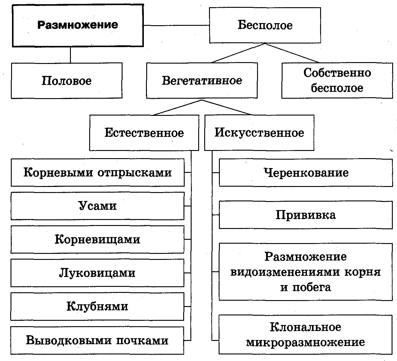 Схема естественное и искусственное вегетативное размножение. Вегетативное размножение растений. Типы размножения.. Способы искусственного вегетативного размножения. Искусственное размножение растений таблица.