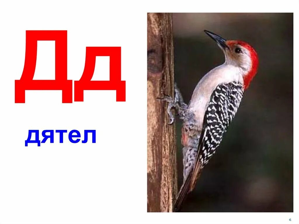 Дятел сколько звуков. Азбука дятла. Звук д дятел. Дятел д-д-д. Азбука д дятел.