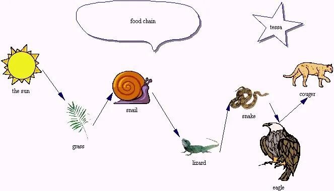 Пищевые цепи 5 6 звеньев. Пищевая цепь на английском языке. Цепь питания 5 звеньев. Пищевая цепочка из 5 звеньев 7 класс. Пищевая цепочка в природе примеры.