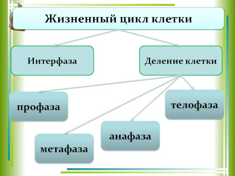 Интерфаза в жизненном цикле клетки. Жизненный цикл клетки интерфаза. жизненный цикл клетки таблица. жизненный цикл клетки 10 класс биология. основные этапы жизненного цикла клетки.