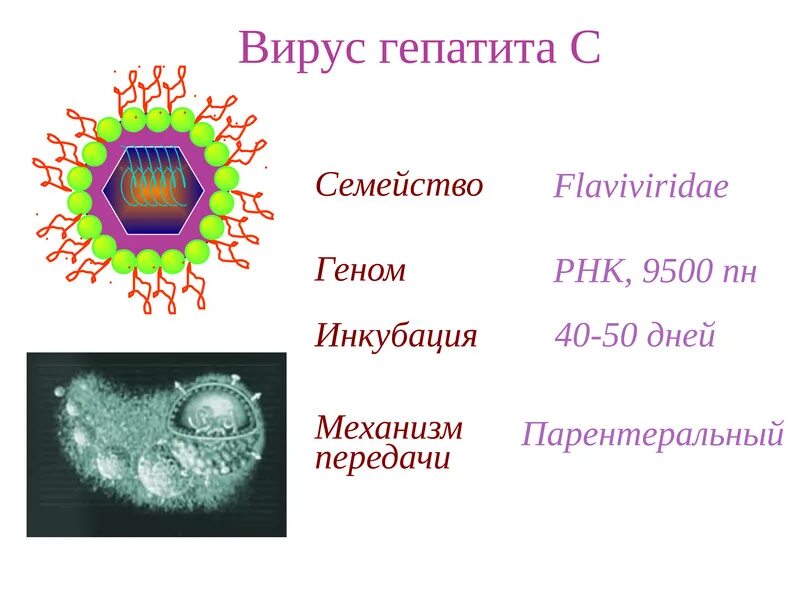 Вич вгс. Вирус гепатита b микробиология. Вирус гепатита а схема. Характеристика вирусов гепатитов. Строение вируса гепатита в.