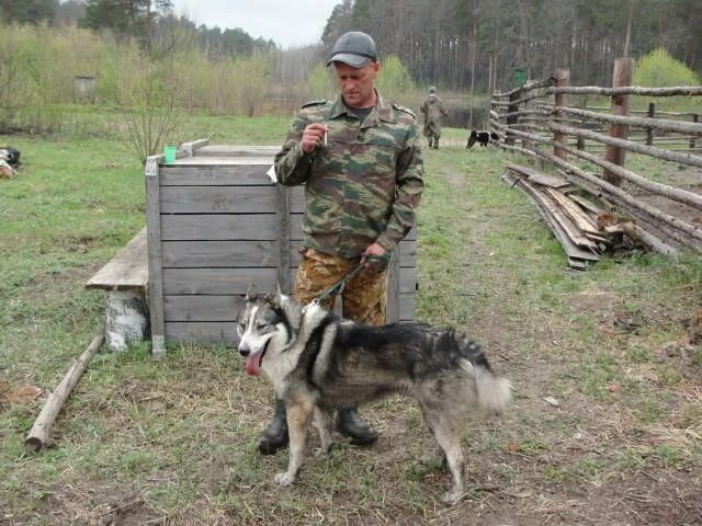 Купить щенка в тульской области. Удмуртский заводчики ЗСЛ. Питомник собак Западно Сибирская лайка. Питомник охотничьих собак.