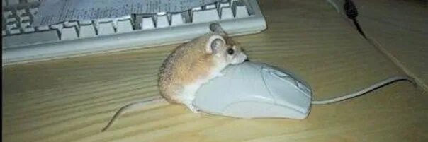 Компьютерная мышь хомяк. Компьютерная мышь в виде хомяка. Хомяк в стрингах. Коврик для мыши 'живой'. Дело хомяка