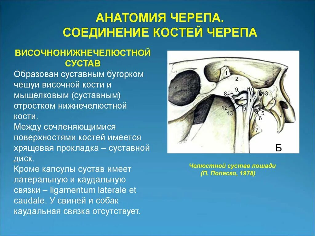 Соединение костей черепа анатомия. Суставы черепа.