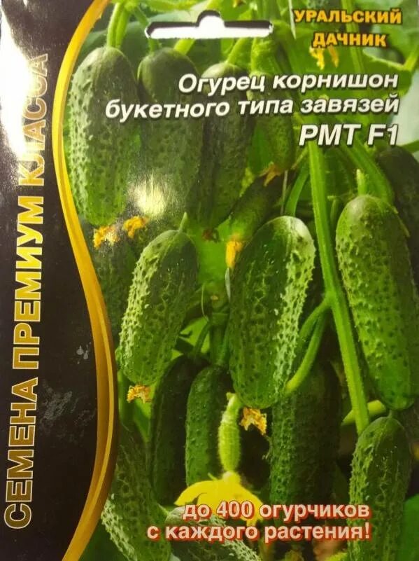 Огурец санькина любовь f1. Семена санькина любовь огурцы. Сорт огурцов санькина любовь. Сорт огурцов санькина любовь. Огурец санькина любовь f1.