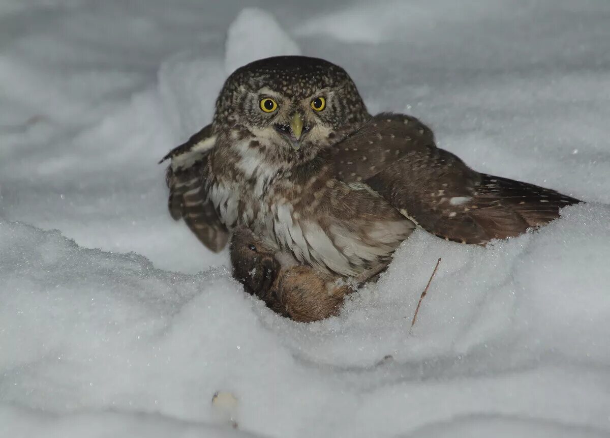 сычи маленькие пара. совы представители. сыч сплюшка. воробьиный сыч сообщение. жемчужный воробьиный сыч.