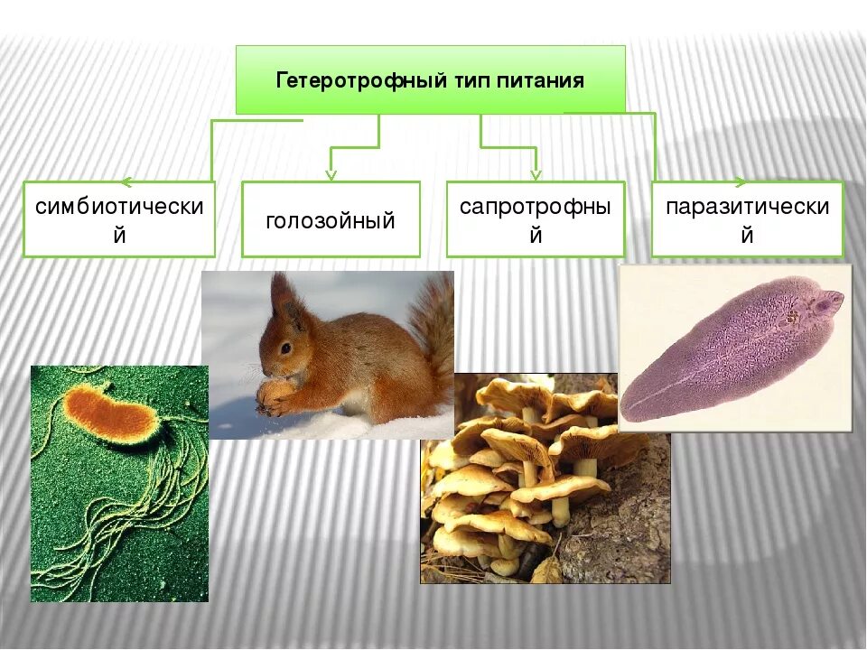 Бактерии грибы питаются готовыми органическими веществами. Гетеротрофный Тип питания. Тип питания гетеротрофных организмов. Типы питания гетеротрофы. Типы гетероьрофовного пит.