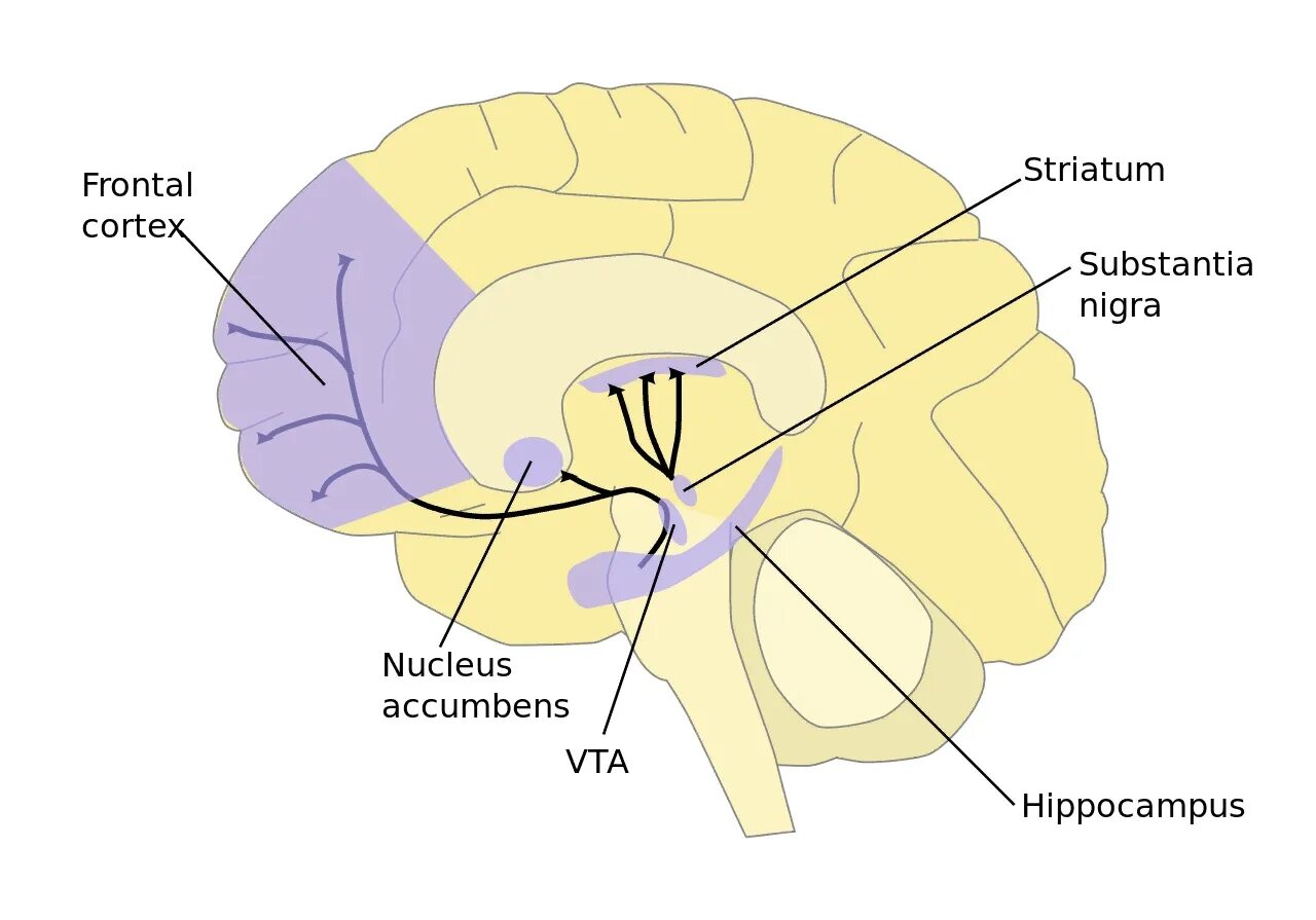 Нуклеус Аккумбенс. Стриатум Nucleus accumbens. Вентральная область покрышки. Полосатое тело мозга.