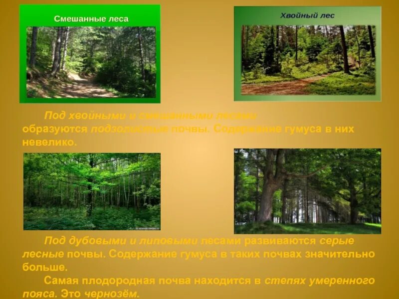 Почвы зоны смешанных лесов в россии. Растения смешанных лесов умеренного пояса. Почвы под хвойными лесами. Смешанные леса охрана. Смешанный лес проект.
